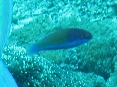 Cirrhilabrus chaliasi