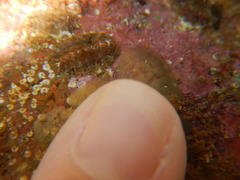Chaetopleura