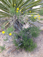 Ericameria linearifolia