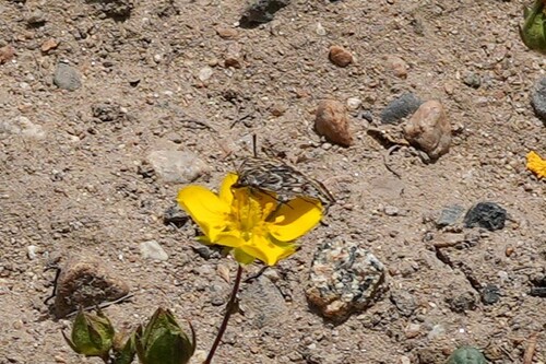 iNaturalist observation photo of Butterflies and Moths