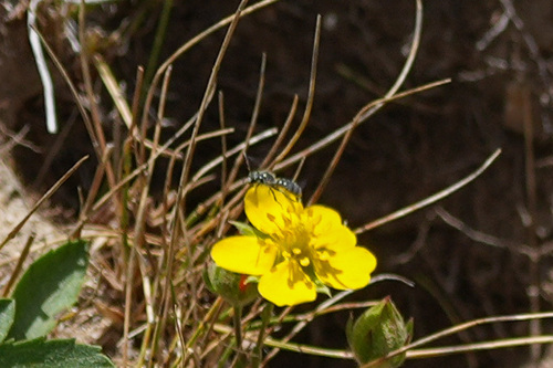 iNaturalist observation photo of Mason, Leafcutter, Carder, and Resin Bees