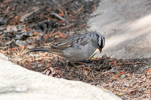 iNaturalist observation photo of White-crowned Sparrow