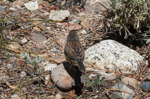 iNaturalist observation photo of Dark-eyed Junco