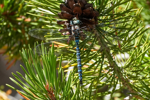 iNaturalist observation photo of Variable Darner