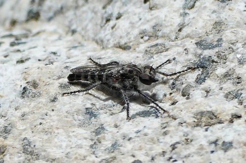 iNaturalist observation photo of Bristlebacks
