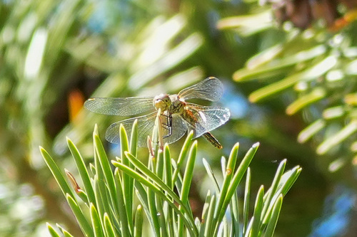 iNaturalist observation photo of Black Meadowhawk