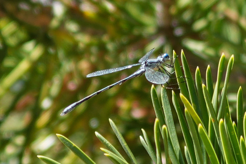 iNaturalist observation photo of Northern Spreadwing