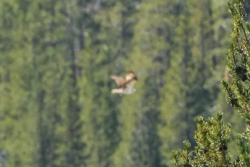 iNaturalist observation photo of Osprey