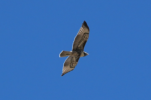 iNaturalist observation photo of Red-tailed Hawk