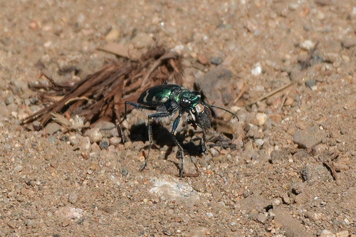 iNaturalist observation photo of Boreal Long-lipped Tiger Beetle