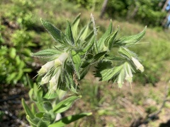 Lithospermum bejariense