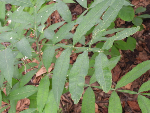 Sapindus saponaria, photograph 2