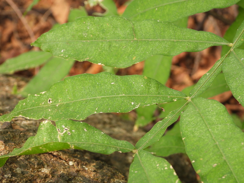 Sapindus saponaria; photograph (c) Raúl A. Ruiz M., some rights reserved (CC BY)