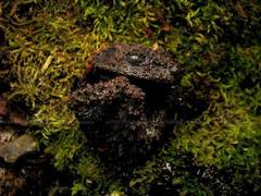 Gordon's Bug-Eyed Frog photo 3