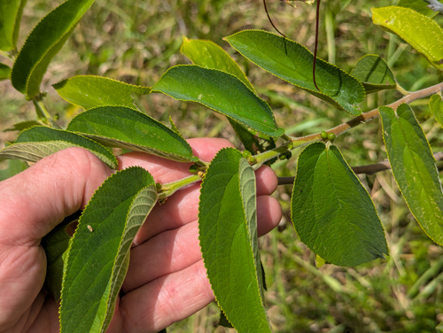 Trema micranthum, photograph 2
