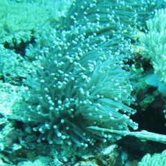 Euphyllia glabrescens