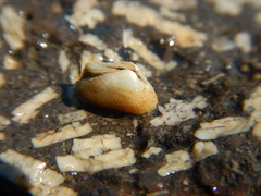 Barbatia