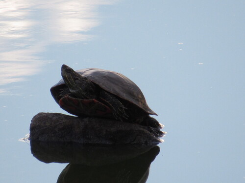 Painted Turtle observed by andrewdubs1