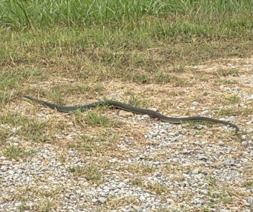 North American Racer