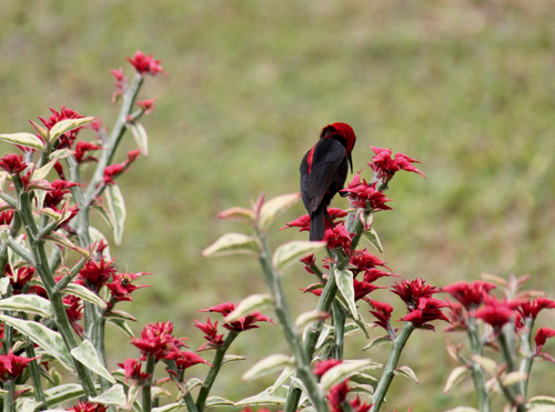 Myzomela cardinalis observed 2026-09-02