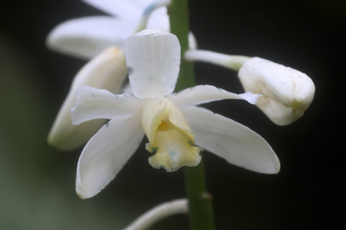 Calanthe amboinensis observed 2026-08-13