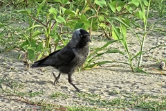 Corvus monedula