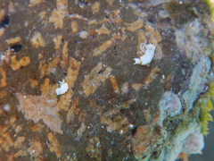 Bulbaeolidia