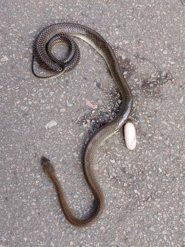 Indo-Chinese Rat Snake