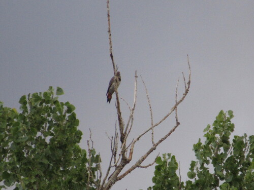 Northern Flicker observed by andrewdubs1