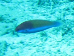 Cirrhilabrus chaliasi