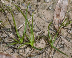 Schoenolirion wrightii