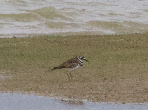 Killdeer observed by alexandriaaaron