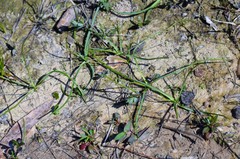 Schoenolirion wrightii