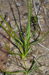 Schoenolirion wrightii