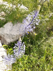 Scilla hyacinthoides