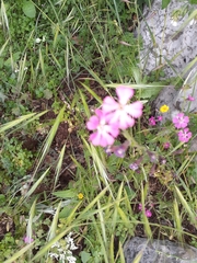 Silene damascena