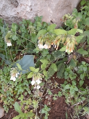 Symphytum brachycalyx