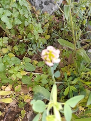 Trifolium grandiflorum