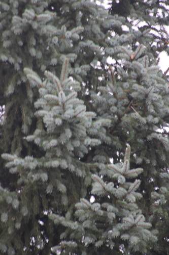 Picea pungens, photograph 4