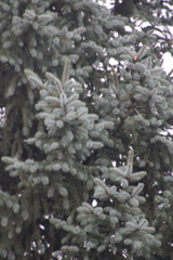 (c) Therese Phillips, some rights reserved (CC BY) Picea pungens, photograph (c) Therese Phillips, some rights reserved (CC BY)