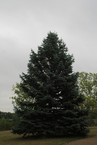 Picea pungens, photograph 3