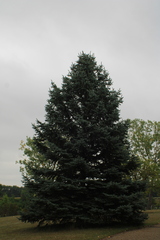 (c) Therese Phillips, some rights reserved (CC BY) Picea pungens, photograph (c) Therese Phillips, some rights reserved (CC BY)