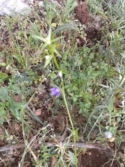 Legousia falcata