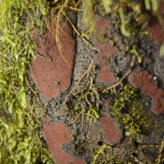Ceriporia purpurea