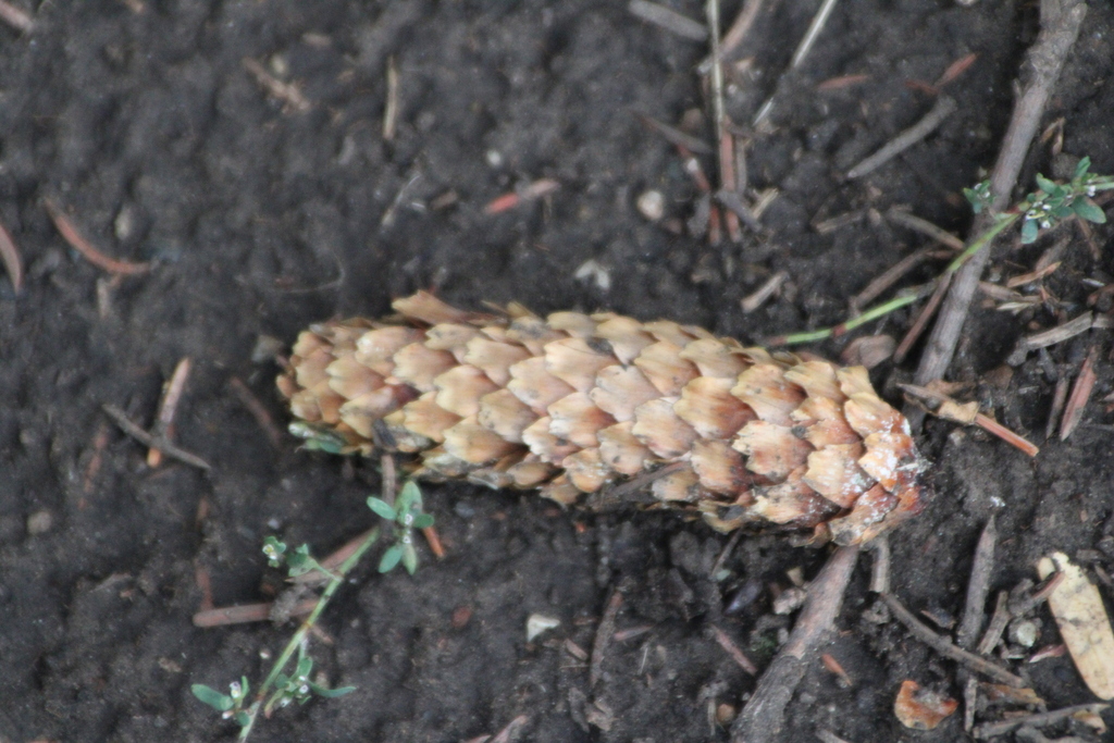 Picea pungens; photograph (c) Therese Phillips, some rights reserved (CC BY)