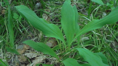 Allium microdictyon