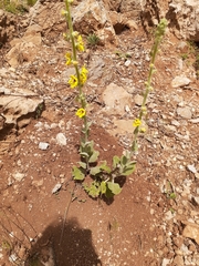 Verbascum damascenum