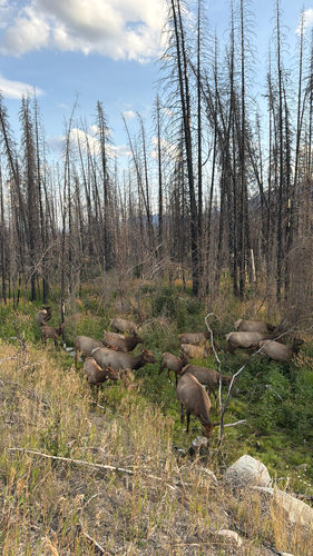 Wapiti observed by danawoanders