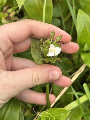Tradescantia crassula, photograph 5