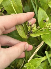 Tradescantia crassula, photograph (c) Tia McNicholl, some rights reserved (CC BY)